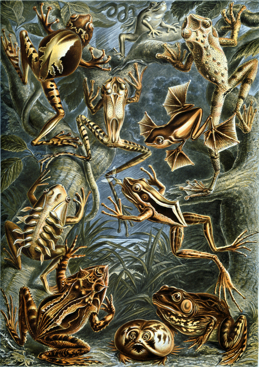 absurd_res ambiguous_gender amphibian ancient_art biological_illustration ernst_haeckel female_(lore) feral frog group hi_res membrane_(anatomy) mother_(lore) mother_and_child_(lore) parent_(lore) parent_and_child_(lore) plant public_domain quadruped tadpole technical_illustration young young_ambiguous young_feral zoological_illustration