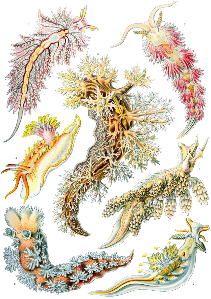 absurd_res ambiguous_gender ancient_art aquatic_gastropod biological_illustration ernst_haeckel feral gastropod group hi_res marine mollusk nudibranch public_domain sea_slug slug technical_illustration zoological_illustration