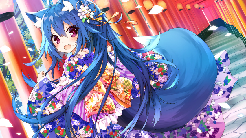 1girl :d animal_ear_fluff animal_ears blue_hair commentary_request day fang floral_print flower fox_ears fox_girl fox_tail hair_between_eyes hair_flower hair_ornament highres japanese_clothes kimono lantern long_hair long_sleeves looking_at_viewer looking_to_the_side multiple_torii original outdoors paper_lantern petals ponytail print_kimono purple_eyes purple_kimono saeki_touma sleeves_past_wrists smile solo tail torii very_long_hair white_flower wide_sleeves