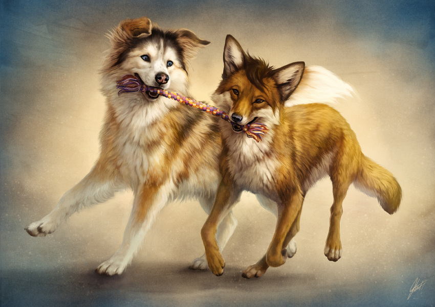 abstract_background black_body black_fur black_nose blue_eyes brown_hair canid canine canis claws domestic_dog duo feral fluffy fluffy_tail fox fur hair inner_ear_fluff johis looking_at_another mammal playing running signature toe_claws toy tuft white_body white_fur