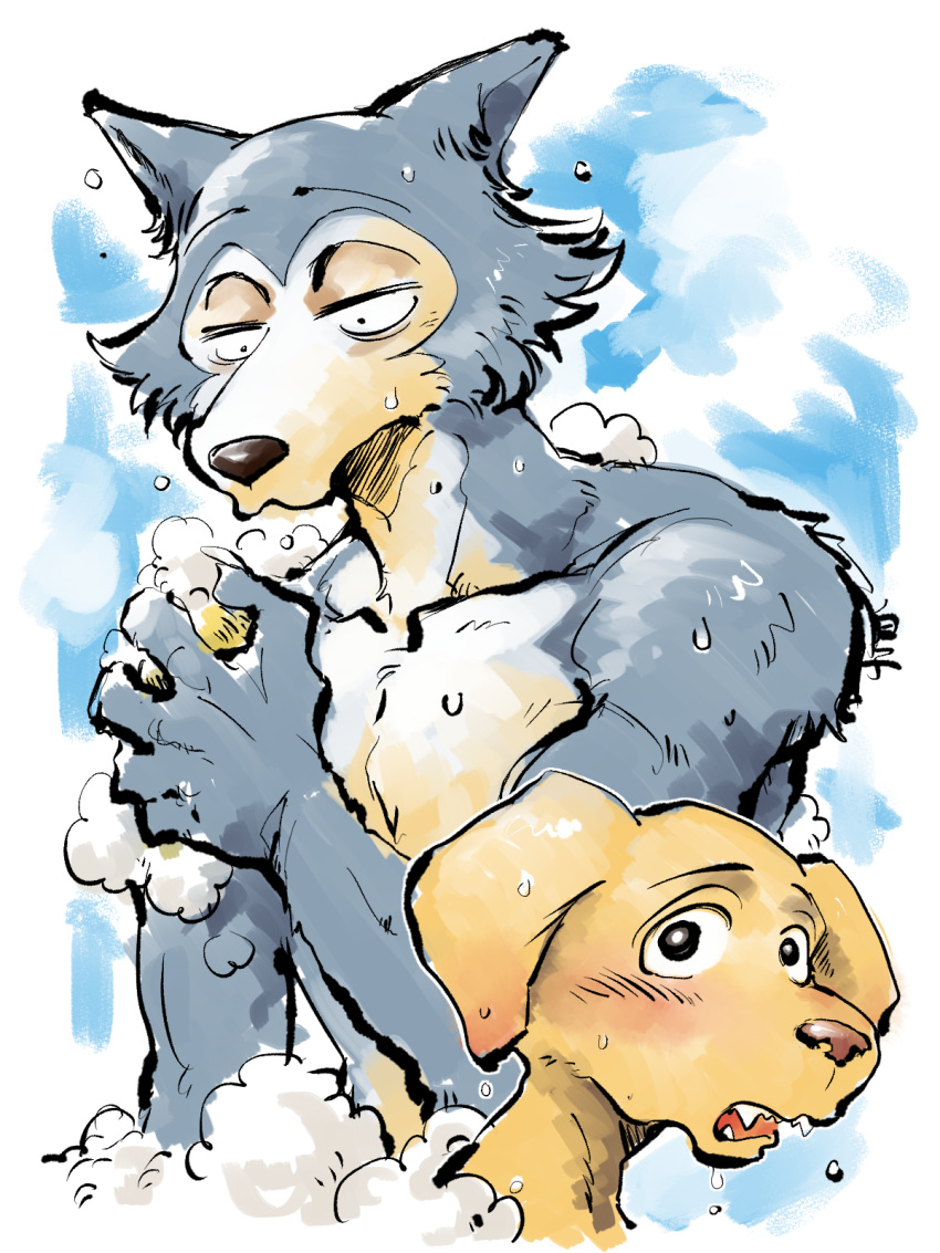 2019 anthro bathing beastars bird_dog blush canid canine canis domestic_dog duo hi_res hunting_dog jack_(beastars) labrador legosi_(beastars) male mammal nude retriever shirako soap water wet wolf