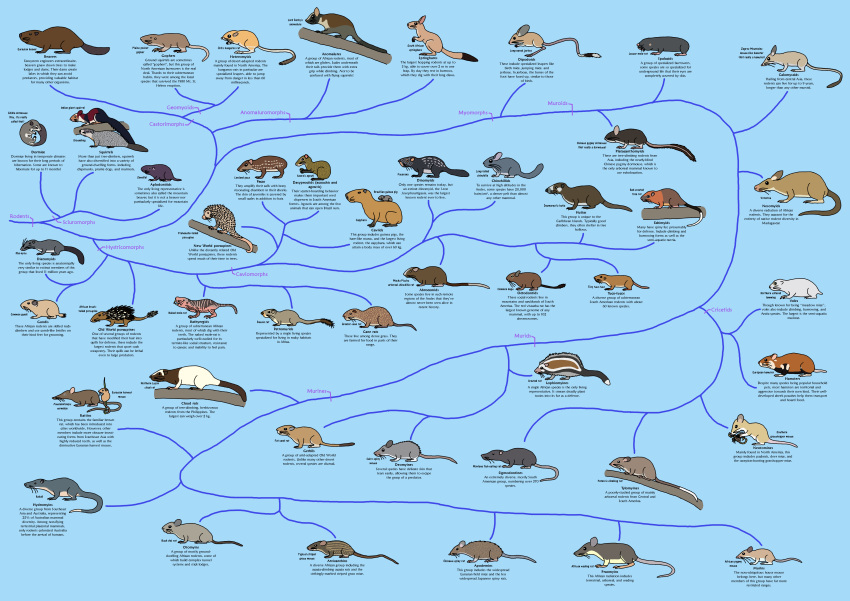 2017 abrocomid absurd_res african_brush-tailed_porcupine african_pygmy_mouse african_wading_rat agouti albertonykus ambiguous_gender anomalure aplodontiid apodemin arachnid arthropod arvicanthin azara's_agouti bathyergid beaver big_ears black_body black_eyes black_fur blue_background brazilian_guinea_pig brown_body brown_fur brown_tail buckteeth bush_vlei_rat cairo_spiny_mouse calomyscid cane_rat capybara caviid chart chinchilla chinchillid chinese_pygmy_dormouse claws cloud_rat coendou common_degu common_gundi crested_rat cricetid dassie_rat deomyine desmarest's_hutia diatomyid dinomyid dipodid dipodoid dipodomyine dormouse eating echimyid edible_dormouse english_text erethizontid eurasian_beaver eurasian_harvest_mouse european_hamster eyes_closed fat_sand_rat feral fur furry_tail gerbil giant_squirrel gopher greater_cane_rat grey_body grey_fur ground_squirrel groundhog group guinea_pig gundi hamster heteromyid hi_res hutia hydromyin hystricid indian_giant_squirrel jerboa kangaroo_rat kha-nyou large_group lesser_mole-rat long-eared_jerboa long-tailed_chinchilla lord_derby's_anomalure lord_derby's_scaly-tailed_squirrel lowland_paca machu_picchu_arboreal_chinchilla_rat mammal maned_rat marmot montane_fish-eating_rat multicolored_body multicolored_fur murid murin naked_mole-rat neotomine nesomyid northern_collared_lemming northern_luzon_cloud_rat octodontid okinawa_spiny_rat ord's_kangaroo_rat otomyin paca pacarana paucidentomys_vermidax peters's_climbing_rat petromurid pink_body pink_skin pink_tail plains_pocket_gopher platacanthomyid porcupine praomyin profile_view quill_(anatomy) quills rakali rattin red-crested_tree_rat red_body red_fur rodent scientific_name sciurid scorpion sewellel side_view sigmodontine simple_background sitting sleeping south_african_springhare southern_grasshopper_mouse spalacid species_name spots spotted_body spotted_fur springhare standing striped_body striped_fur stripes tail_tuft tan_body tan_fur teeth text tiny_tuco-tuco tree_branch tree_squirrel tuco-tuco tuft two_tone_body two_tone_fur tylomyine typical_striped_grass_mouse vole votsotsa whiskers white_body white_fur worm-eating_few-toothed_mouse zagros_mountains_mouse-like_hamster