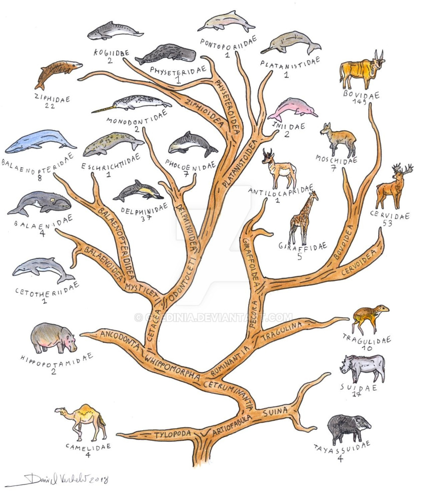 1_horn 2018 amazon_river_dolphin ambiguous_gender antelope antlers artist_name baleen_whale black_body black_skin blue_body blue_skin blue_whale bovid bovine brown_body brown_skin camel camelid cervid cervine cetacean chart collared_peccary common_dolphin common_hippopotamus common_warthog cuvier's_beaked_whale delphinoid dromedary eland fatty_humps feral fin giant_eland giraffe giraffid gray_whale gredinia grey_body grey_skin grey_whale harbour_porpoise hi_res hippopotamid hooves horn java_mouse-deer la_plata_dolphin latin_text long-beaked_common_dolphin mammal marine monodontid multicolored_body multicolored_skin narwhal oceanic_dolphin peccary phylogeny physeteroid porpoise pronghorn pygmy_right_whale pygmy_sperm_whale red_deer reticulated_giraffe river_dolphin scientific_name siberian_musk-deer simple_background south_asian_river_dolphin southern_right_whale sperm_whale spiral-horned_antelope suid suina tan_body tan_skin text toothed_whale tragulid tree_branch two_tone_body two_tone_skin warthog white_background white_body white_skin yellow_body yellow_skin