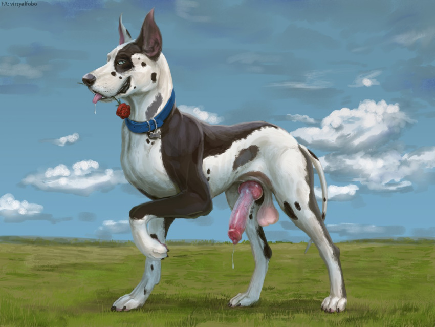 2019 4:3 anatomically_correct anatomically_correct_penis animal_genitalia animal_penis balls bedroom_eyes blue_eyes bodily_fluids canid canine canine_penis canis claws cloud collar cum cum_drip detailed_background domestic_dog dripping drooling ears_up erection feral genital_fluids grass great_dane half-closed_eyes harlequin_great_dane knot looking_at_viewer male mammal mastiff molosser outside paws penis precum raised_leg rose_(disambiguation) saliva seductive sky solo tongue tongue_out virtyalfobo