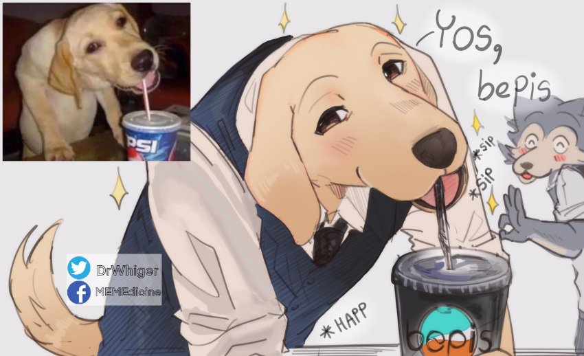 2019 beastars bepis bird_dog blush canid canine canis clothing domestic_dog dr_whiger drinking fur gesture happy hi_res hunting_dog jack_(beastars) labrador legosi_(beastars) looking_at_viewer mammal meme necktie ok_sign parody pepsi real retriever shirt simple_background smile tongue topwear vest white_background wolf yellow_body yellow_fur