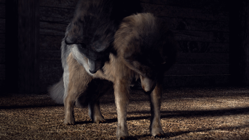 16:9 2019 3d_(artwork) 3d_animation anal anal_penetration animated brown_body brown_fur canid canine canis digital_media_(artwork) domestic_dog duo feral feral_on_feral feral_penetrated feral_penetrating feral_penetrating_feral from_behind_position fur grey_body grey_fur hay hay_bale knotting male male/male male_penetrated male_penetrating male_penetrating_male mammal on_top penetration quadruped sex trioami260 wolf