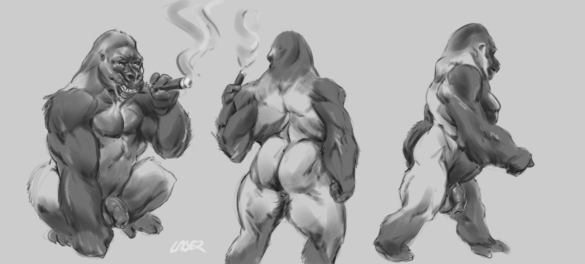 2019 anthro ape back_muscles balls butt cigar crouching fangs flaccid foreskin gorilla greyscale haplorhine humanoid_penis laser_(artist) looking_at_viewer male mammal monochrome multiple_poses multiple_scenes muscular muscular_male nude penis pose primate sketch smoking solo uncut