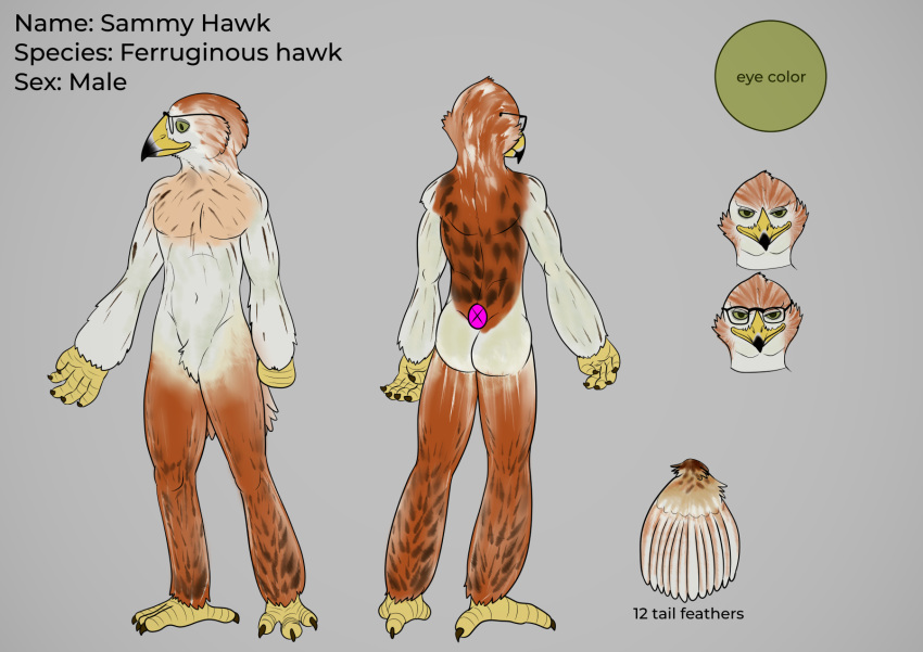 accipitrid accipitriform anthro avian bird buteo english_text eyewear ferruginous_hawk glasses hi_res johawk male model_sheet multiple_poses nude pose sammy_hawk_(character) standing text