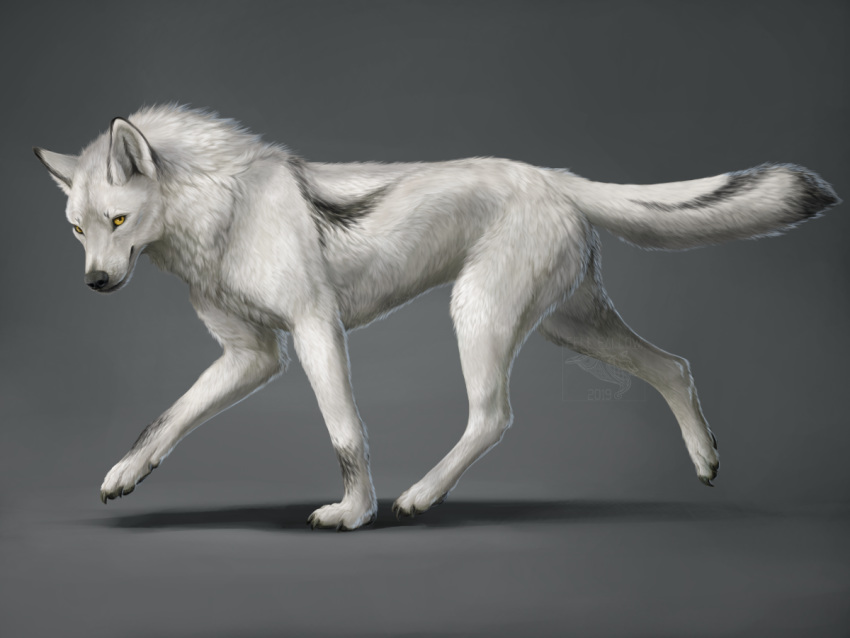 4:3 ambiguous_gender canid canine canis claws detailed detailed_fur fellfallow feral fur looking_at_viewer mammal paws photorealism simple_background solo white_body white_fur wolf yellow_eyes