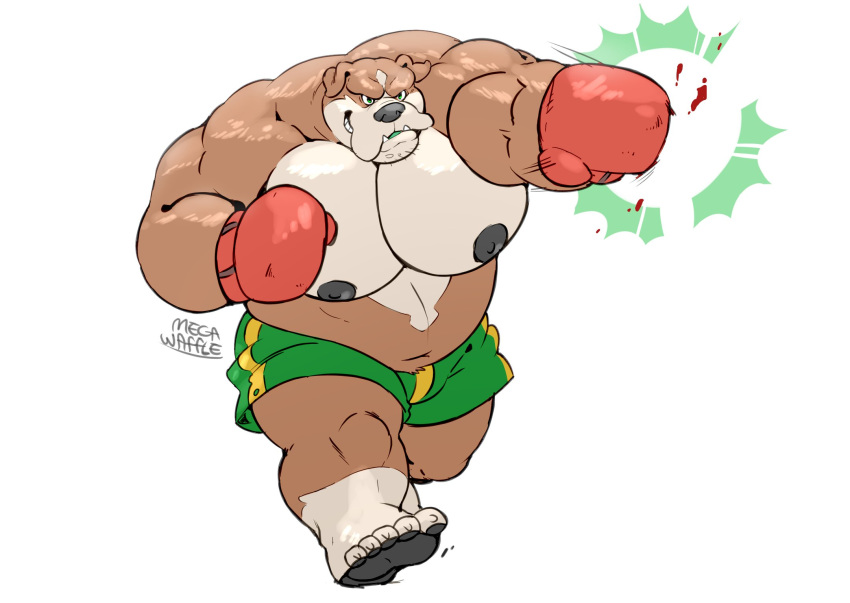 2019 5_toes anthro big_muscles black_nipples black_nose black_pawpads blood bodily_fluids bottomwear boxing boxing_gloves brown_body brown_fur bulldog canid canine canis clothed clothing domestic_dog fur green_eyes handwear hector_(megawaffle) hi_res huge_muscles male mammal mastiff megawaffle_(artist) molosser multicolored_body multicolored_fur muscular muscular_male nipples pawpads pecs plantigrade shorts simple_background solo sport stubble toes topless two_tone_body two_tone_fur white_backgroud white_background white_body white_fur