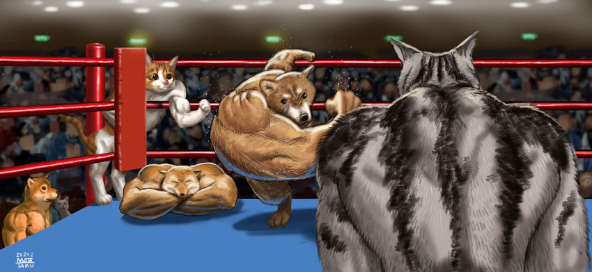 2020 biceps canid canine canis crossed_arms domestic_cat domestic_dog felid feline felis fighting_ring fur grey_body grey_fur mammal meme muscle_fox muscular right-hook_dog taku whiskers white_body white_cat_(taku) white_fur