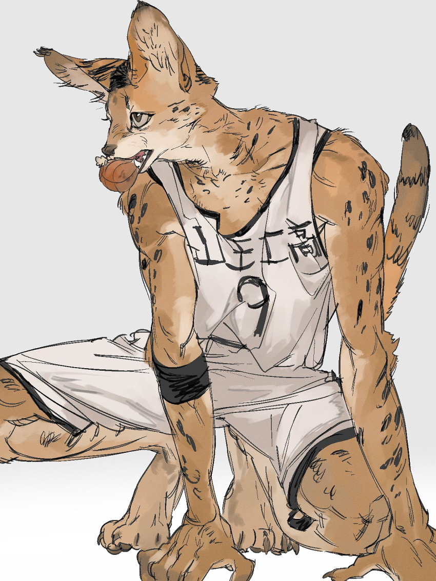 1boy all_fours animal_ears animalization ball basketball_(object) basketball_jersey basketball_uniform brown_fur cat_boy cat_ears cat_tail full_body furry furry_male grey_background highres male_focus mouth_hold sawakita_eiji serval shorts simple_background slam_dunk_(series) solo sportswear spotted_fur tail tank_top wfi1584191 white_shorts white_tank_top