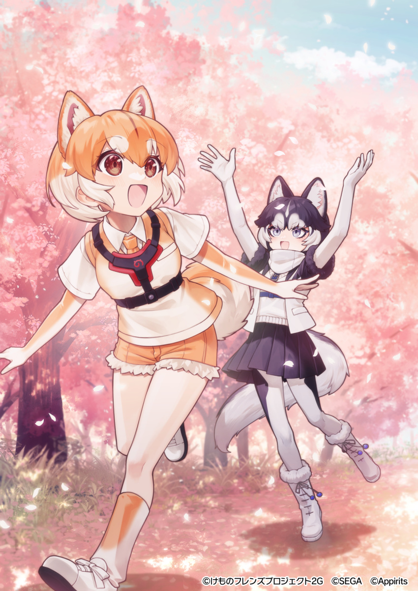 2girls animal_ears arms_up black_fur black_hair black_jacket black_skirt blue_eyes blush boots brown_eyes brown_gloves brown_necktie brown_shorts brown_socks brown_vest cherry_blossoms collarbone dog_(shiba_inu)_(kemono_friends) dog_ears dog_girl dog_tail elbow_gloves extra_ears frilled_shorts frills fur_trim gloves grey_pantyhose hair_between_eyes harness highres jacket japari_symbol kemono_friends kemono_friends_3 light_brown_hair multicolored_clothes multicolored_hair multicolored_jacket multiple_girls necktie official_art open_clothes open_jacket open_mouth pantyhose pleated_skirt sacanahen scarf shirt shoes short_hair short_shorts short_sleeves shorts siberian_husky_(kemono_friends) sidelocks skirt smile sneakers socks sweater t-shirt tail two-tone_gloves two-tone_hair two-tone_jacket two-tone_panties two-tone_socks two-tone_vest vest white_footwear white_fur white_gloves white_hair white_jacket white_pantyhose white_scarf white_shirt white_socks white_sweater white_vest