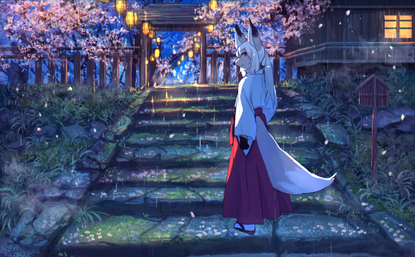2017 amazing_background anthro asian_clothing bakawasima building canid canine cherry_tree clothed clothing detailed_background digital_media_(artwork) digital_painting_(artwork) dipstick_ears dipstick_tail east_asian_clothing female footwear forest fox fully_clothed fur geta gloves_(marking) grass hair hakama haori hi_res japanese_clothing kemono lantern looking_at_viewer looking_back mammal markings miko_outfit multicolored_ears multicolored_tail night outside path ponytail raining rear_view red_eyes red_hakama scenic_view shrine solo stairs standing tan_body tan_fur tree white_hair window zōri