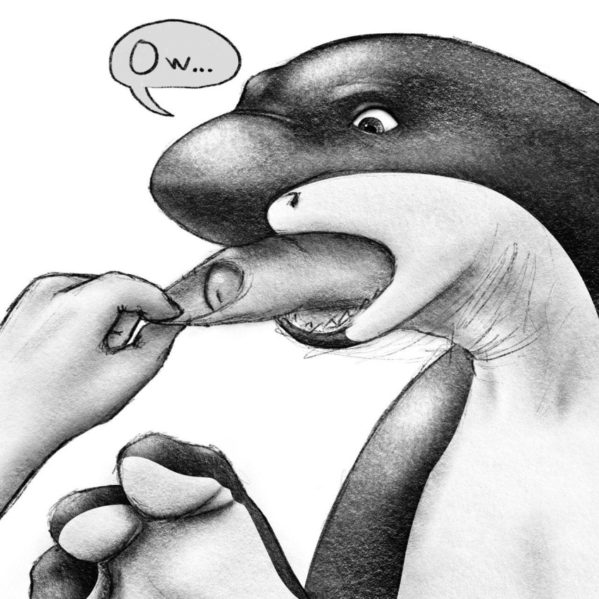 anthro fish foot_hands foreskin genitals hi_res invalid_tag male marine penis penis_tongue pinch shark solo speech_bubble text zeemf