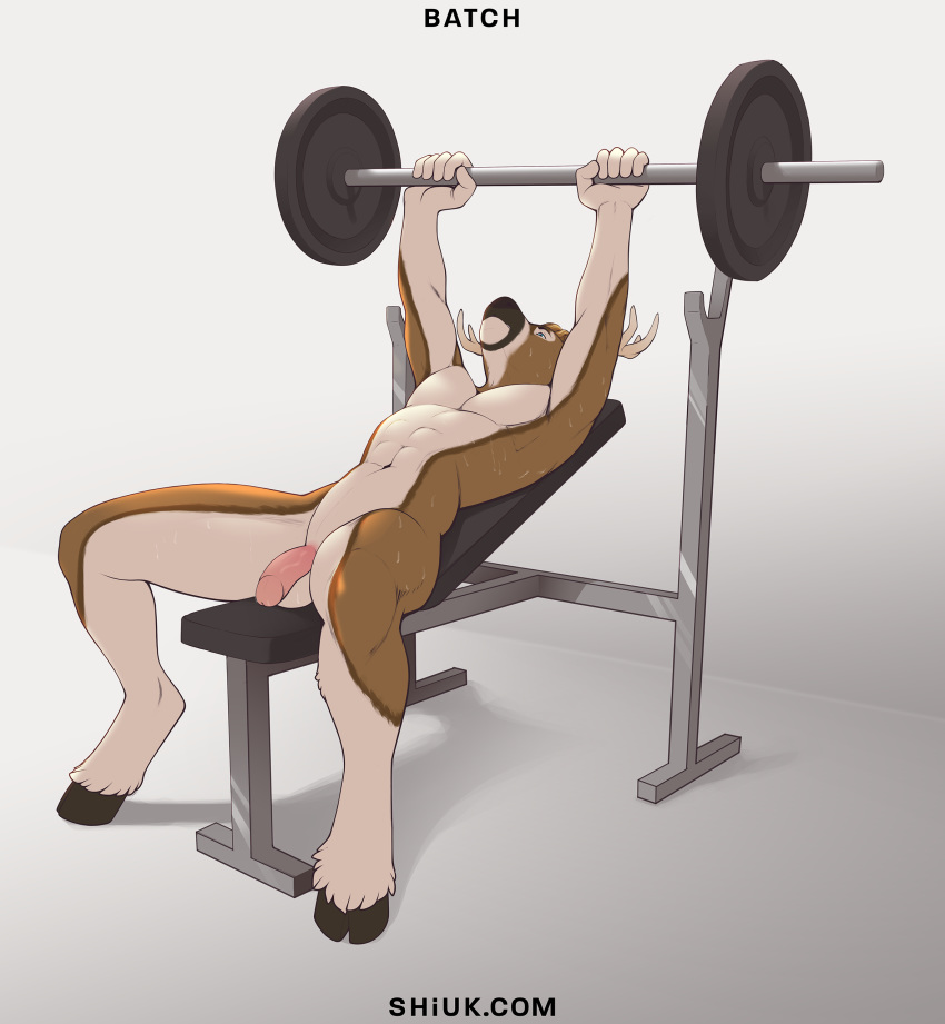 2020 5_fingers abs absurd_res anthro antlers balls barbell batch_(righthandtoaster) bench_press bodily_fluids cervid exercise fingers fur genitals glans hi_res hooves horn humanoid_genitalia humanoid_penis male mammal penis shiuk solo sweat text url