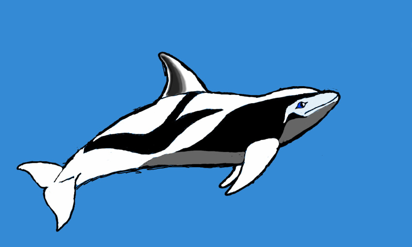 5:3 acrux ambiguous_gender black_body black_skin blue_eyes cetacean delphinoid feral hi_res mammal marine solo swimming toothed_whale white_body white_skin