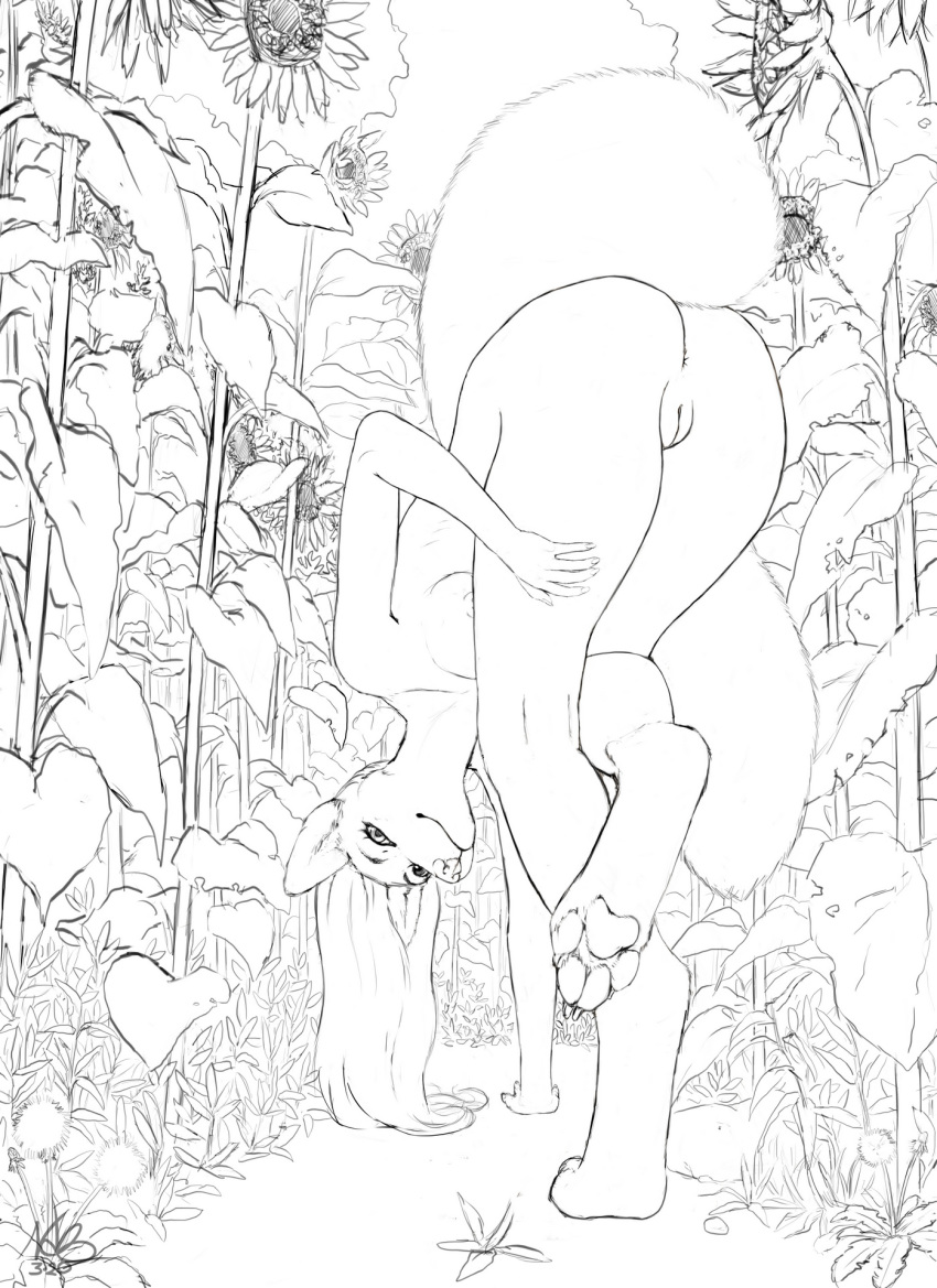 bent_over breasts canid canine female flower fox garden genitals hair hi_res hindpaw kytecat long_hair mammal mindy notdonebaking nude pawpads paws plant pussy sunflowers