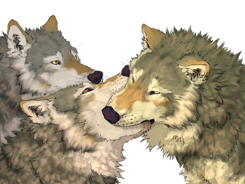 4:3 alpha_channel ambiguous/ambiguous ambiguous_gender brown_eyes canid canine canis feral french_kissing fur kissing mammal sekki wolf yellow_eyes