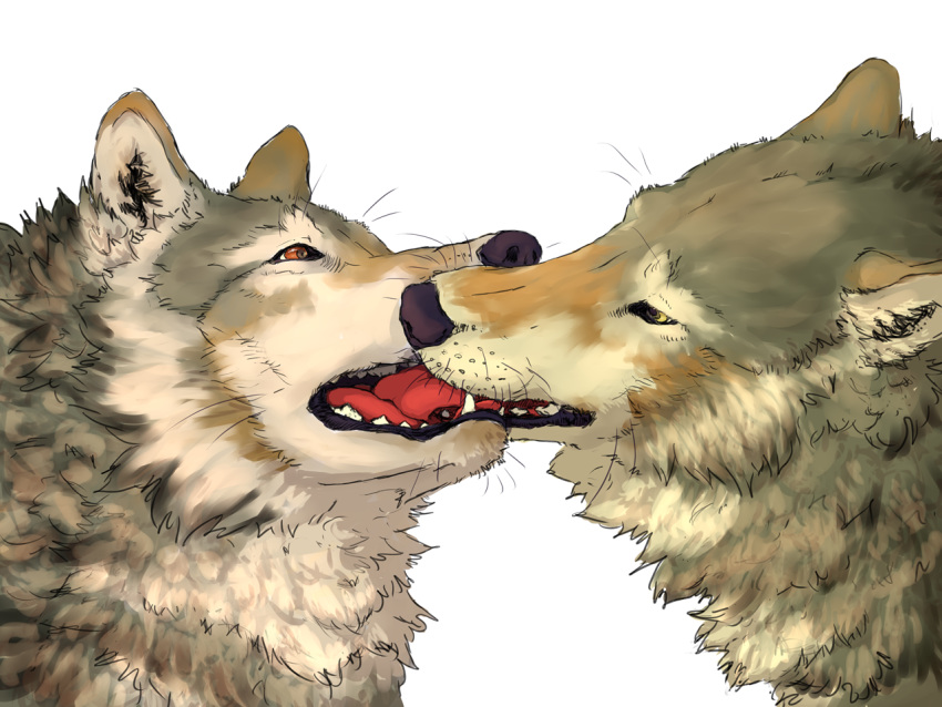 4:3 alpha_channel ambiguous/ambiguous ambiguous_gender brown_eyes canid canine canis duo feral french_kissing fur kissing licking mammal sekki teeth tongue tongue_out wolf yellow_eyes