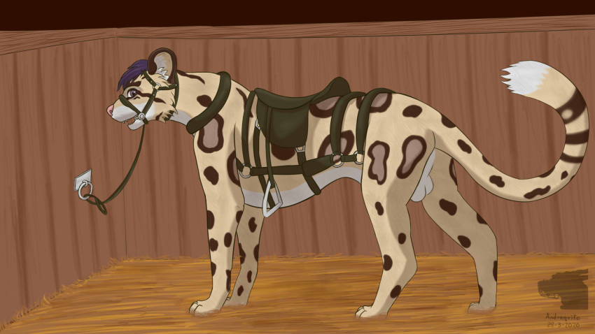 16:9 andraquito balls bridle clouded_leopard collar eyewear felid feral fur gag genitals hair hi_res male mammal pantherine petplay ponyplay purple_hair quercu roleplay saddle solo stable widescreen