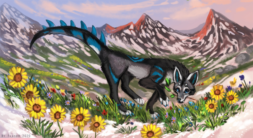 4_toes ambiguous_gender black_body black_fur blue_eyes canid canine day detailed_background feral flashw flower fur grass grey_body grey_fur hybrid mammal outside paws plant sky snow solo standing toes