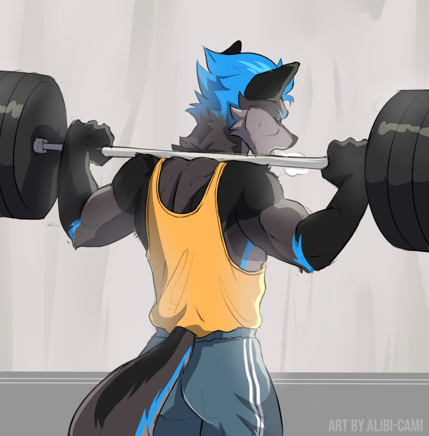 absurd_res alibi-cami anthro barbell black_ears blue_hair bodily_fluids bottomwear canid canine canis clothed clothing exercise fox fur gloves_(marking) grey_body grey_fur gym_clothing gym_equipment hair hi_res hybrid looking_away male mammal markings muscle_shirt nimbus shirt shorts solo standing sweat sweatdrop tank_top topwear weightlifting weights wolf workout