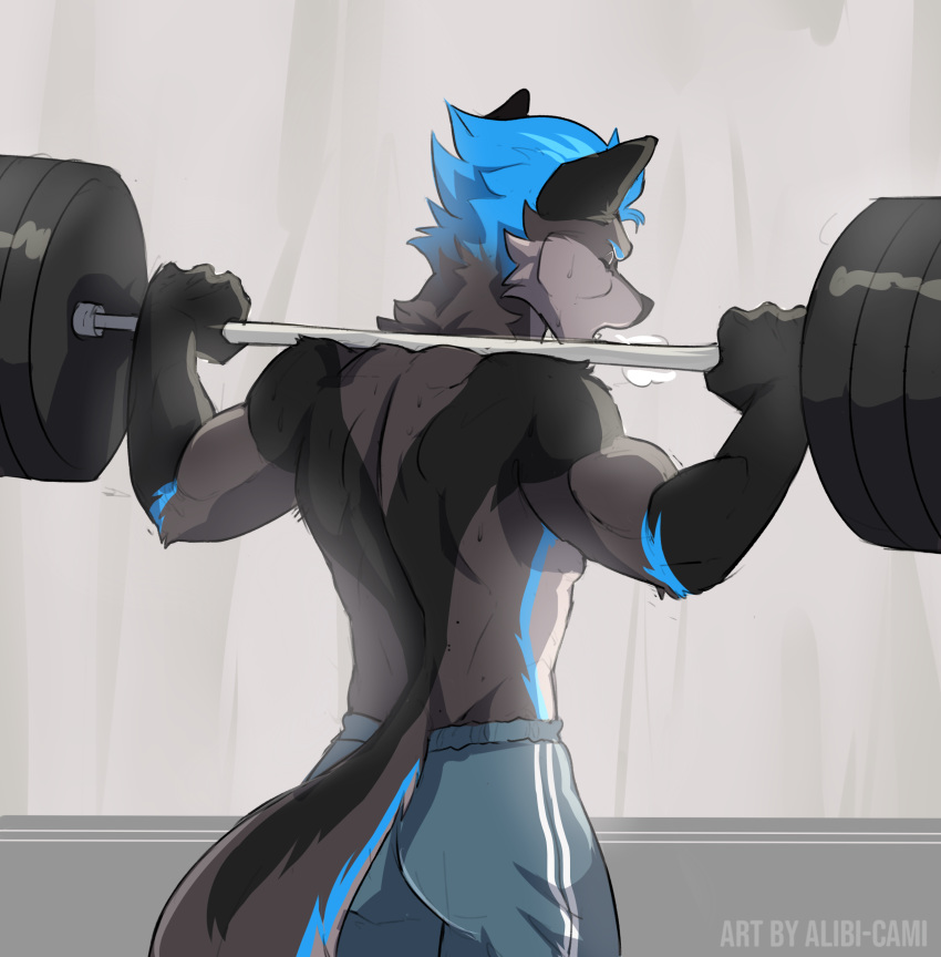 absurd_res alibi-cami anthro barbell black_ears blue_hair bodily_fluids bottomwear canid canine canis chevron_(marking) clothed clothing exercise fox fur gloves_(marking) grey_body grey_fur gym_clothing gym_equipment hair hi_res hybrid looking_away male mammal markings nimbus shorts solo standing sweat sweatdrop topless weightlifting weights wolf workout