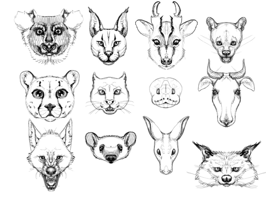 aardvark anteater binturong bovid canid canine canis caprine cashmerekangaroo cheetah collection coyote digital_media_(artwork) drawing felid feline feral greyscale hi_res ipad lemur mammal monochrome paper pencil_(disambiguation) pilosan primate procreate realistic reptile scalie sketch sketch_page snake strepsirrhine study takin viverrid xenarthran