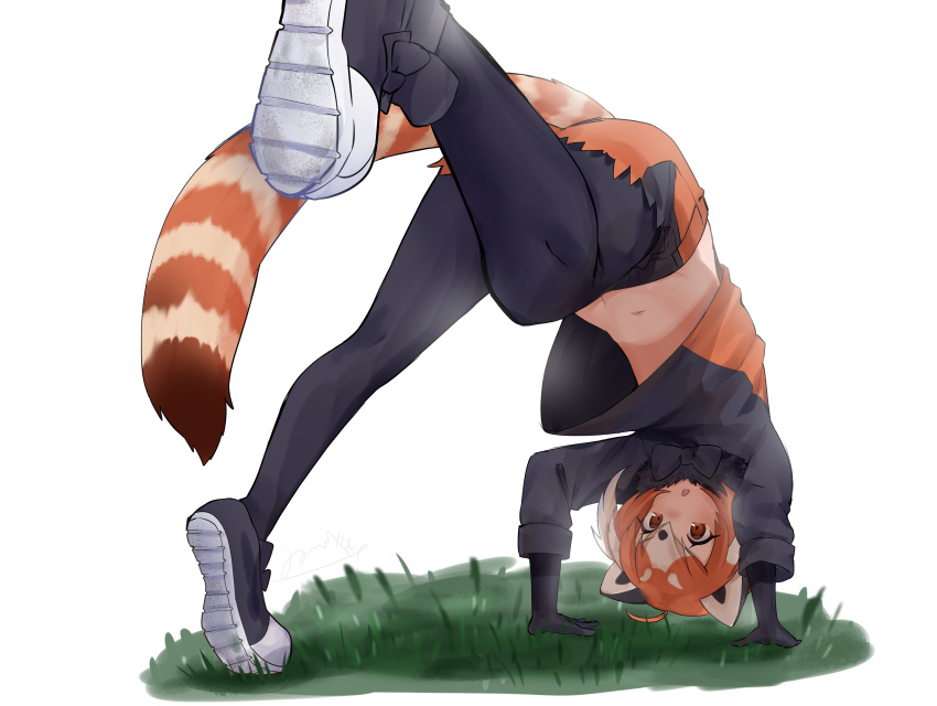 1girl animal_ears arm_support bent_over black_bow black_gloves black_hair black_legwear bow bowtie brown_eyes brown_hair cutoffs eyebrows_visible_through_hair full_body gloves grass highres isobee kemono_friends lesser_panda_(kemono_friends) medium_hair midriff_peek multicolored_hair navel open_mouth outstretched_leg pantyhose red_panda_ears red_panda_tail shoe_soles shoes shorts solo stomach stretch striped striped_tail sweater tail triangle_mouth upshirt v-shaped_eyebrows white_hair