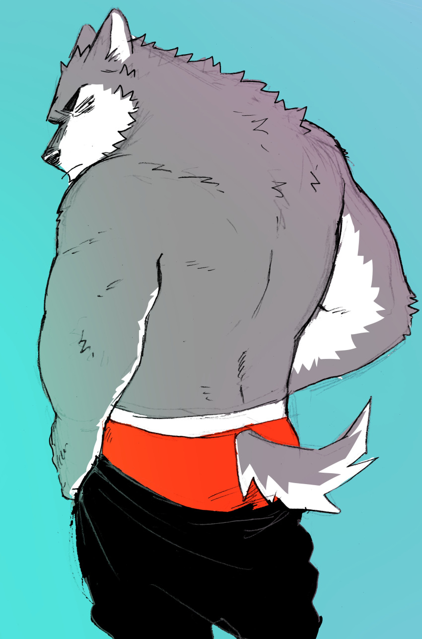 absurd_res annoyed anthro black_bottomwear black_clothing black_nose blue_background bottomwear canid canine canis clothed clothing fur grey_body grey_fur hi_res looking_back male mammal nomifuki rear_view red_clothing red_underwear simple_background solo topless underwear undressing wolf