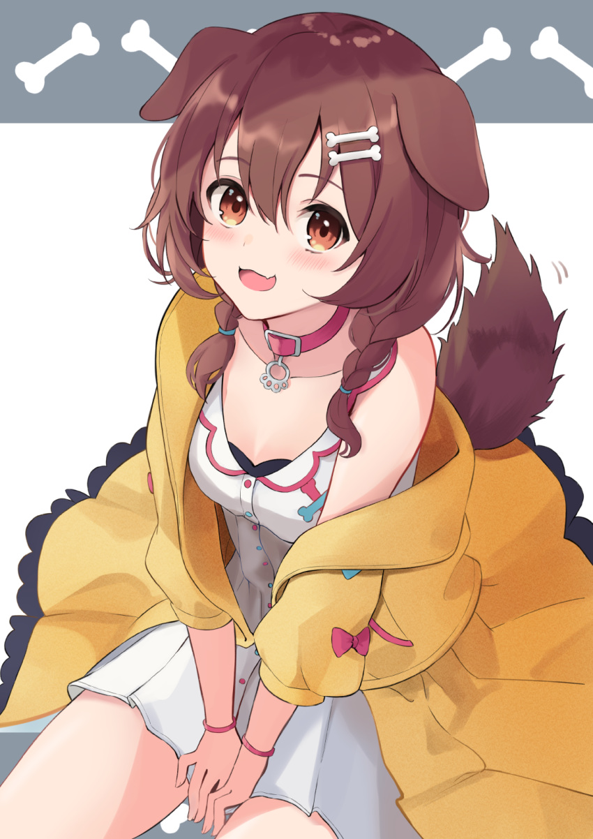 1girl :d animal_ears between_legs blush bone_hair_ornament braid breasts brown_eyes brown_hair choker cleavage collarbone commentary dog_ears dog_tail dress eyebrows_visible_through_hair fang grey_background hair_between_eyes hair_ornament hand_between_legs highres hololive inugami_korone jacket looking_at_viewer medium_breasts medium_hair off_shoulder open_mouth patterned_background red_choker short_dress side_braids simple_background sitting sleeveless sleeveless_dress smile solo tail thighs twin_braids virtual_youtuber white_background white_dress wristband yellow_jacket yudetama