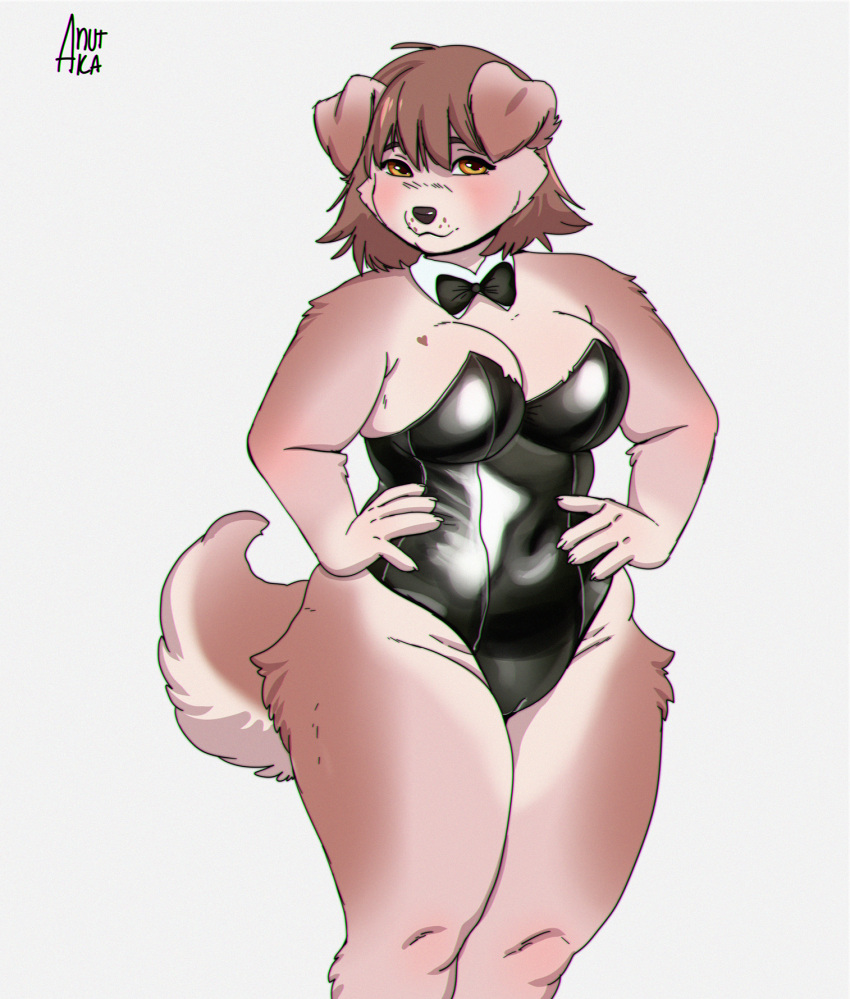 2021 anthro anutka biped black_clothing black_leotard blush breasts brown_hair camel_toe canid canine canis cleavage clothed clothing countershade_face countershade_fur countershade_tail countershade_torso countershading digital_media_(artwork) domestic_dog female folded_ears fur hair hands_on_waist hi_res leotard looking_at_viewer mammal navel_outline shirt_collar signature simple_background solo sophie_(anutka) standing tail tan_body tan_fur whisker_dots