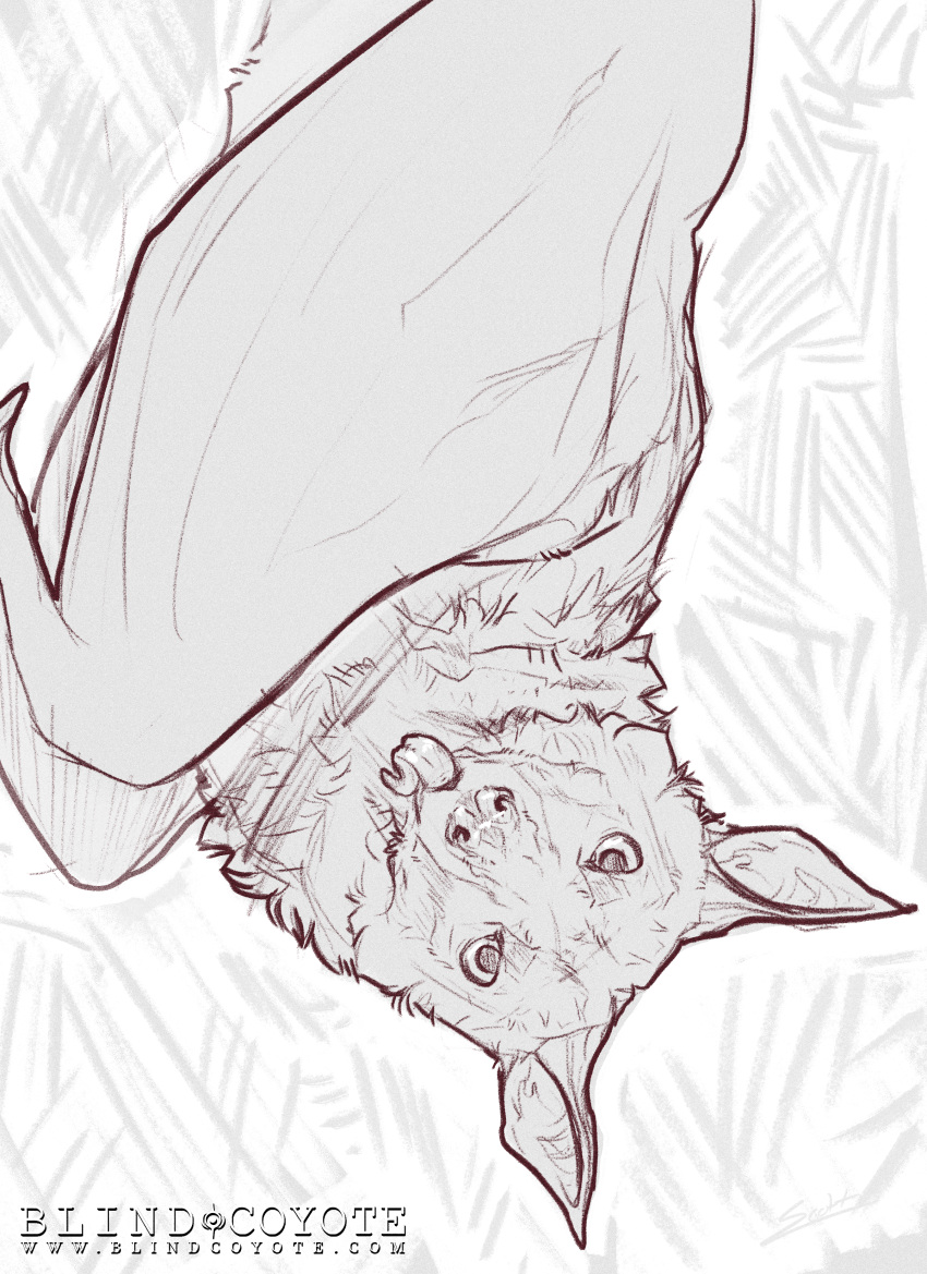 absurd_res bat bat_ears bat_wings blep blindcoyote bust_portrait claws feral fluffy flying_fox fur hi_res jack_desmodus looking_at_viewer male male_(lore) mammal megabat membrane_(anatomy) membranous_wings monochrome patagium pattern_background portrait realistic_wings ruff simple_background sketch solo tongue tongue_out upside_down watermark wings