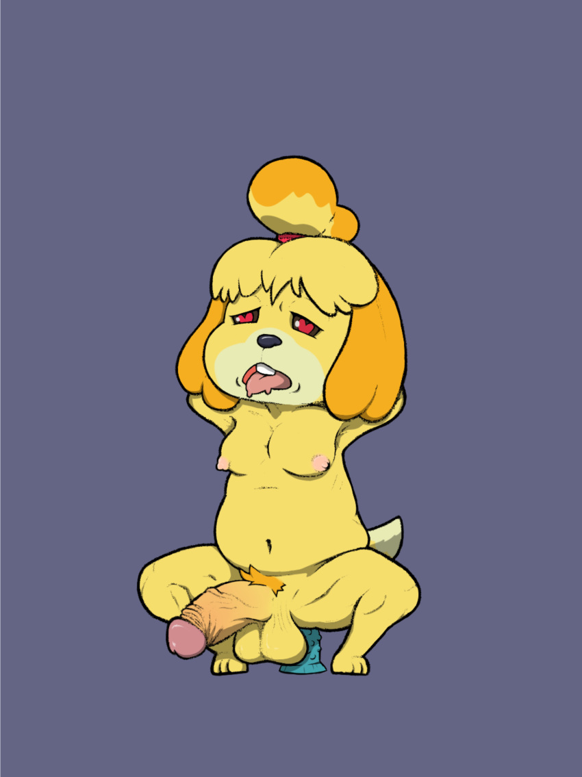 &lt;3 &lt;3_eyes absurd_res anal animal_crossing anthro balls bayjaw breasts canid canine canis crossgender crouching domestic_dog ftg_crossgender fti_crossgender genitals hi_res humanoid_genitalia humanoid_penis hyper intersex isabelle_(animal_crossing) mammal nintendo penis slightly_chubby solo toy video_games