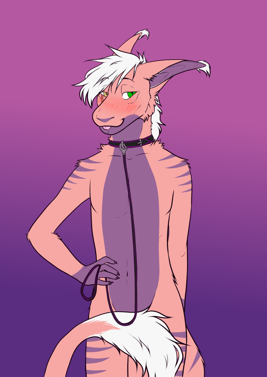 2019 absurd_res anthro blush collar collar_only convenient_censorship dakota_eden_may_(obey138) digital_media_(artwork) fur hair heterochromia hi_res leash leash_and_collar male milodoggo nude pink_body pink_fur purple_body purple_fur short_hair solo stripes tagme tail_censorship tongue tongue_out vernid white_hair