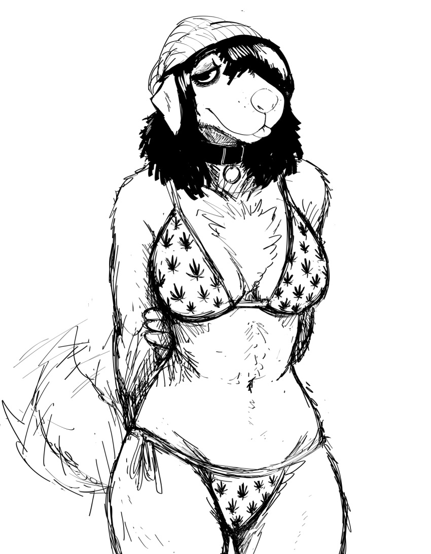 anthro beanie bikini black_and_white blep canid canine canis clothing collar domestic_dog drugs female half-closed_eyes hat headgear headwear hi_res hladilnik mammal marijuana michelle_(hladilnik) midriff monochrome narrowed_eyes solo swimwear tongue tongue_out