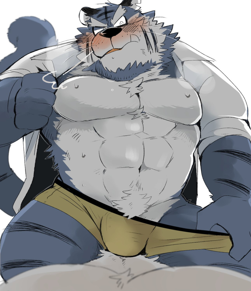 2020 anthro barazoku black_nose blush bulge clothed clothing felid hi_res humanoid_hands hyaku_(artist) kemono male mammal muscular open_shirt pantherine shirt simple_background solo_focus tiger topwear underwear undressing white_background