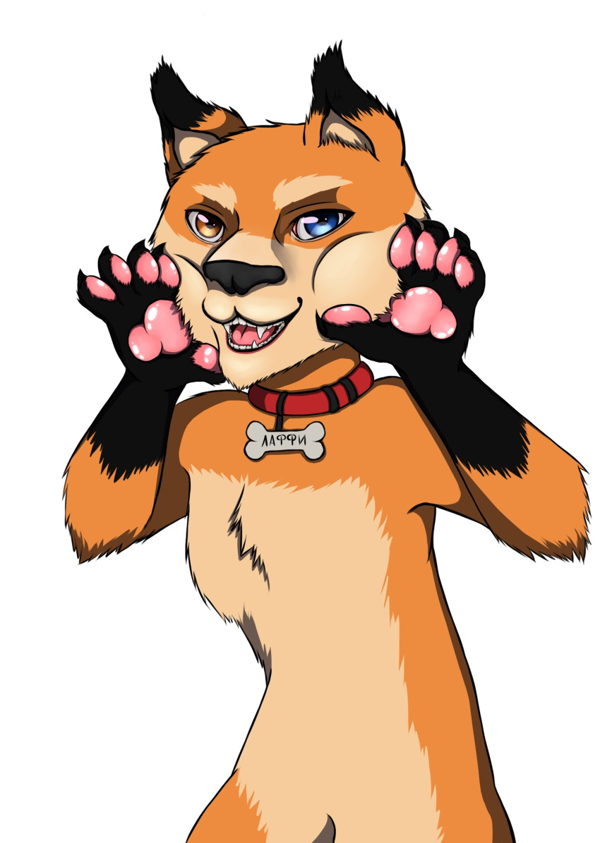 akinya anthro canid canine canis doge domestic_dog heterochromia hi_res male mammal meme paws shiba_inu spitz