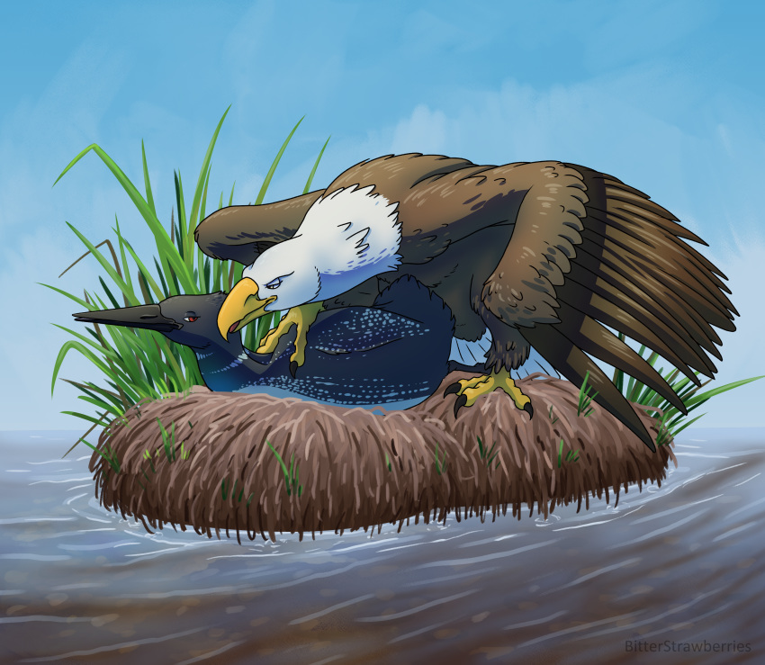absurd_res accipitrid accipitriform avian bald_eagle bird bitterstrawberries claws duo eagle feathered_wings feathers female female/female feral foot_on_back grass grinding hi_res loon nest open_mouth sea_eagle simple_background smile water wings
