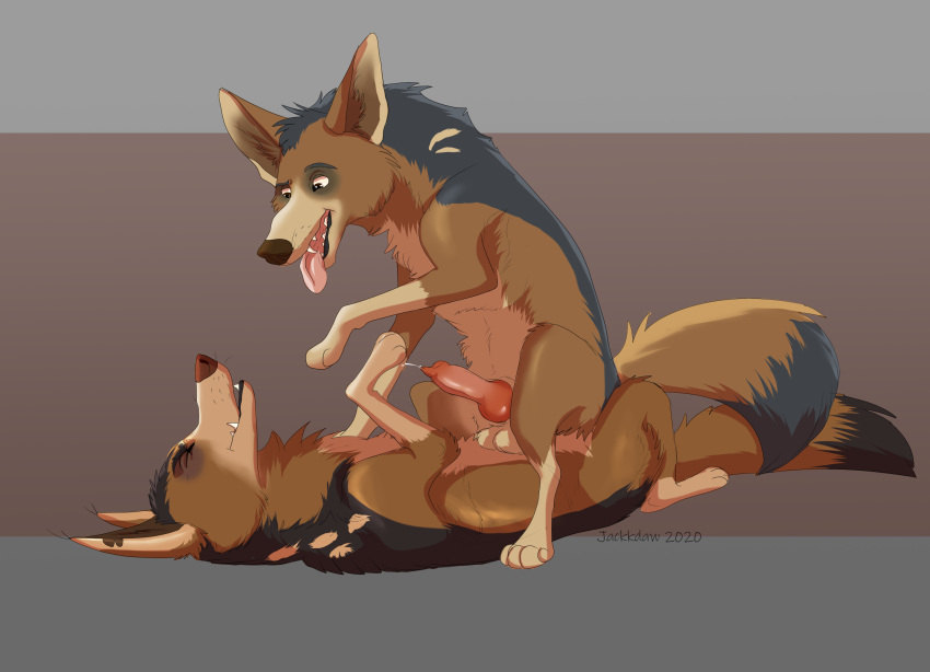 animal_genitalia animal_penis black_body black_fur brown_background canid canine canine_penis canis disney duo father father_and_child father_and_son feral fur genitals goigoi grey_background hi_res incest_(lore) jackal jackkdraw knot looking_pleasured male male/male mammal parent parent_and_child penis quadruped simple_background son spots tan_body tan_fur the_lion_guard the_lion_king tongue tongue_out