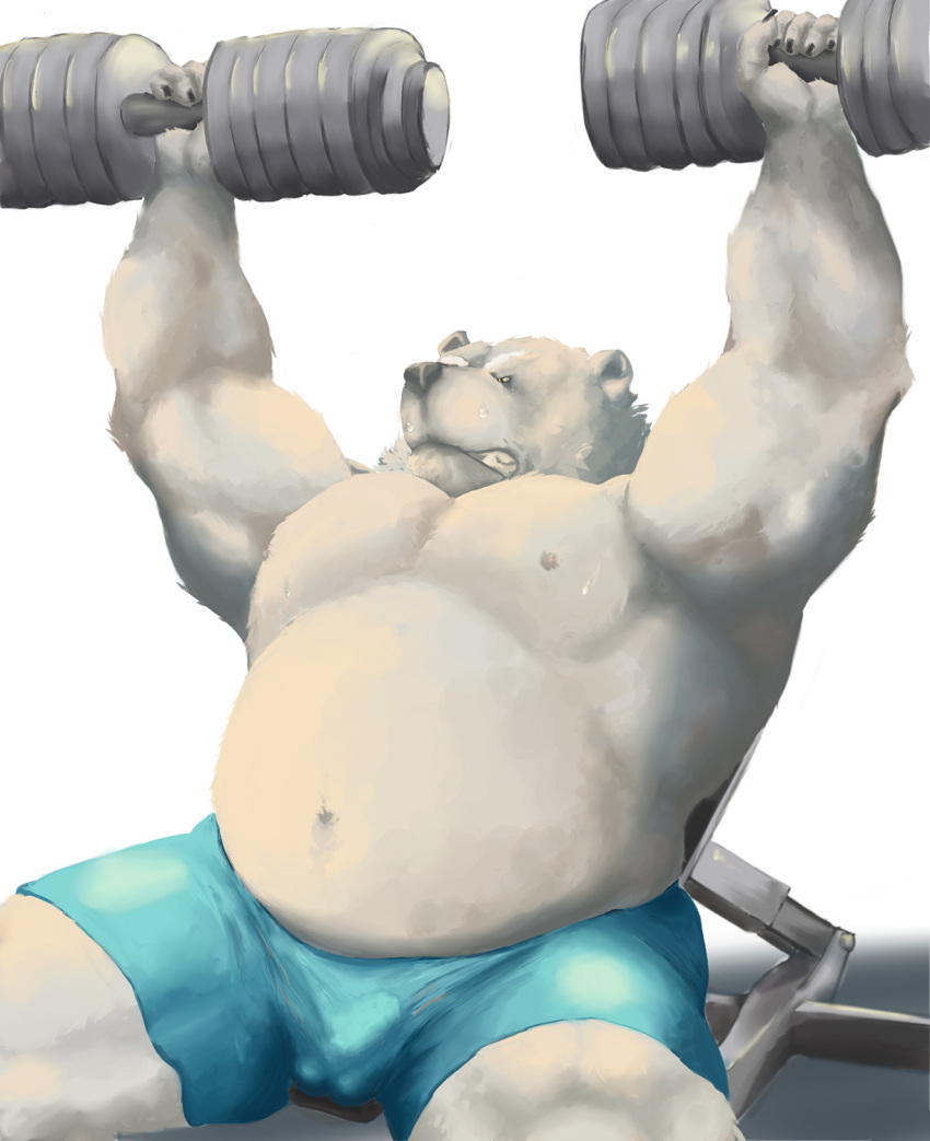 2017 anthro balls_outline belly bottomwear bulge clothing exercise fur genital_outline hi_res kemono male mammal moobs nipples overweight overweight_male penis_outline polar_bear shorts solo ursid ursine velcro74656 white_body white_fur workout