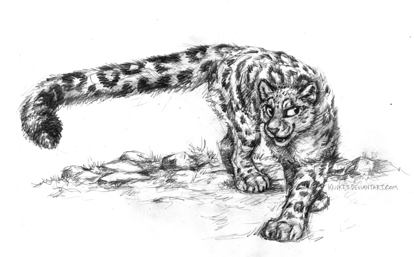 2020 4_toes ambiguous_gender cheek_tuft digitigrade facial_tuft fangs felid feral fluffy fluffy_tail fur graphite_(artwork) greyscale hi_res inner_ear_fluff kenket leopard_spots long_tail looking_aside mammal monochrome open_mouth pantherine paws pencil_(artwork) quadruped sketch smile smirk snow_leopard solo spots spotted_body spotted_fur teeth text toes traditional_media_(artwork) tuft url walking whiskers