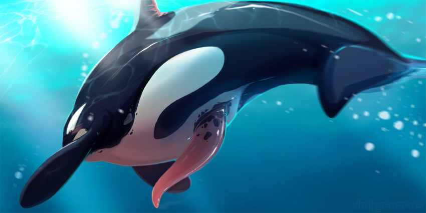 2:1 anatomically_correct anatomically_correct_genitalia anatomically_correct_penis animal_genitalia animal_penis cetacean cetacean_penis delphinoid dnk-anais erection feral genitals hi_res male mammal marine oceanic_dolphin orca penis solo toothed_whale underwater water