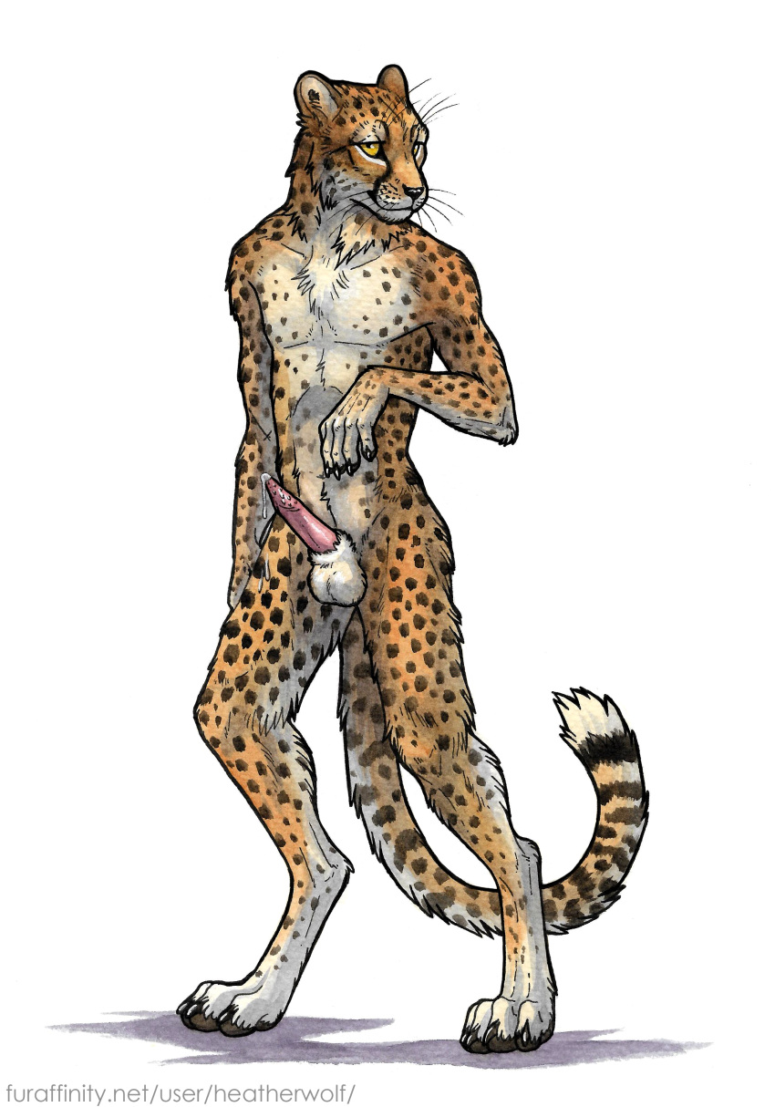 absurd_res anatomically_correct anatomically_correct_genitalia anatomically_correct_penis animal_genitalia animal_penis anthro bodily_fluids cheetah claws digitigrade erection felid feline feline_penis front_view fur genital_fluids genitals heatherwolf hi_res male mammal nude paws penile_spines penis precum precum_drip precum_string simple_background solo spots spotted_body spotted_fur text url white_background