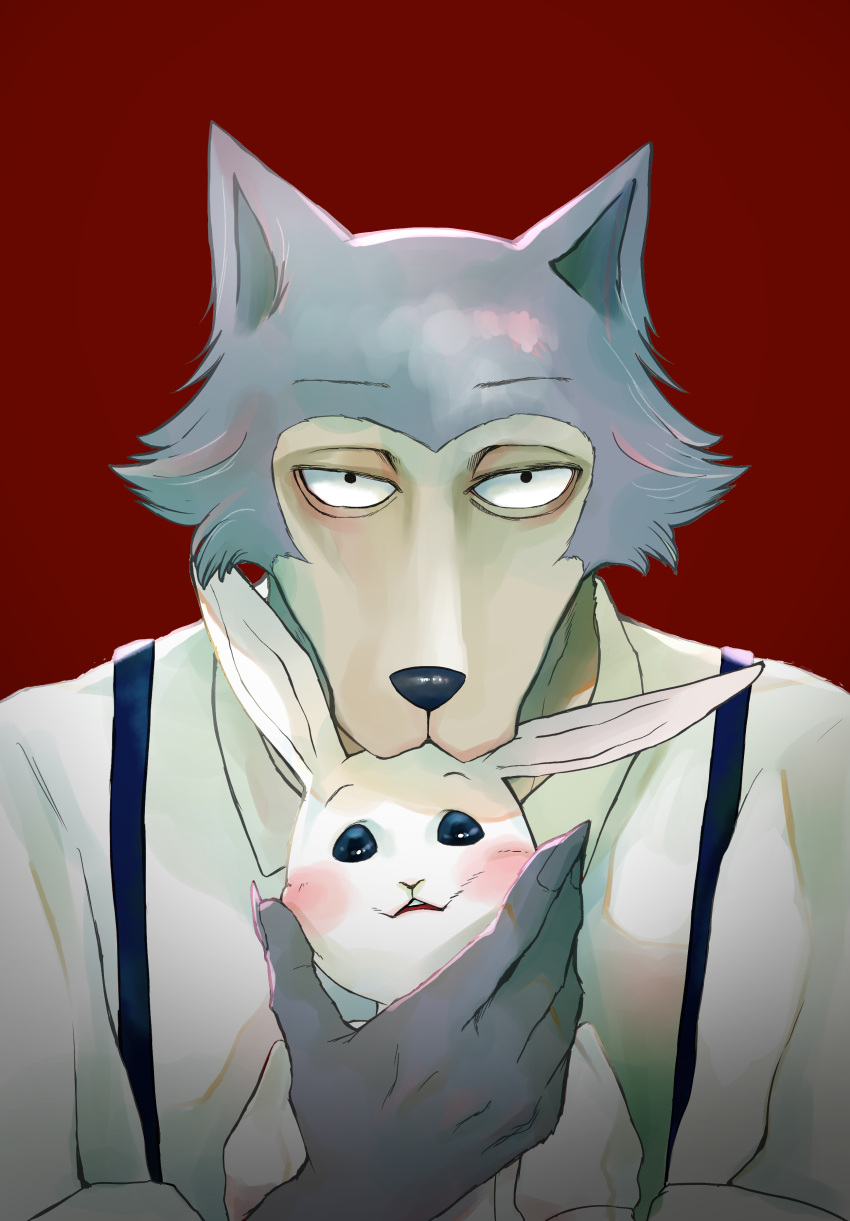 5_fingers absurd_res anthro beastars blue_body blue_fur blue_nose blush canid canine canis clothed clothing duo female fingers fur grey_body grey_fur haru_(beastars) hi_res lagomorph larger_anthro larger_male legoshi_(beastars) leporid likegoku looking_at_viewer male male/female mammal predator/prey rabbit red_background simple_background size_difference smaller_anthro smaller_female snout teenager white_body white_fur wolf young