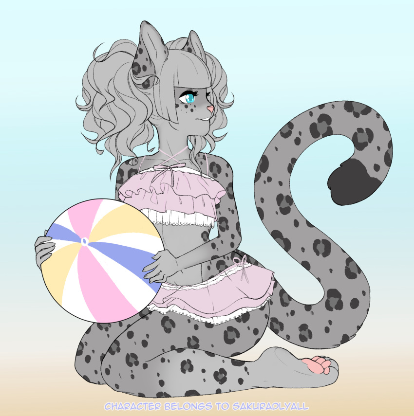 anthro ball bangs beach_ball black_spots blue_eyes butt clothing curled_hair felid feline female fingers fur grey_body grey_fur grey_spots hair hi_res katibara lily_(sakuradlyall) long_tail mammal pantherine pawpads pink_clothing pink_nose pink_pawpads pink_swimwear snow_leopard solo spots swimwear