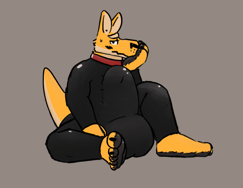 absurd_res anthro aoba_(artist) balls big_balls big_penis borges clothing collar erection erection_under_clothing foot_hands genitals hi_res huge_penis hyper hyper_erection_under_clothes hyper_genitalia hyper_penis kangaroo macropod male mammal marsupial penis plantigrade rubber rubber_suit sitting soles solo thick_tail