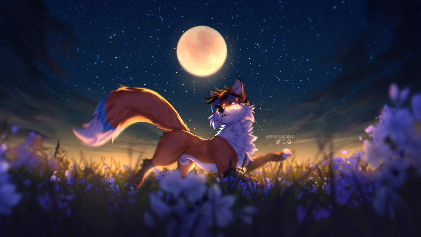 16:9 2020 ambiguous_gender canid canine detailed_background digital_media_(artwork) feral fox fur grass lukiri mammal moon night orange_body orange_fur outside sky solo star starry_sky white_body white_fur widescreen