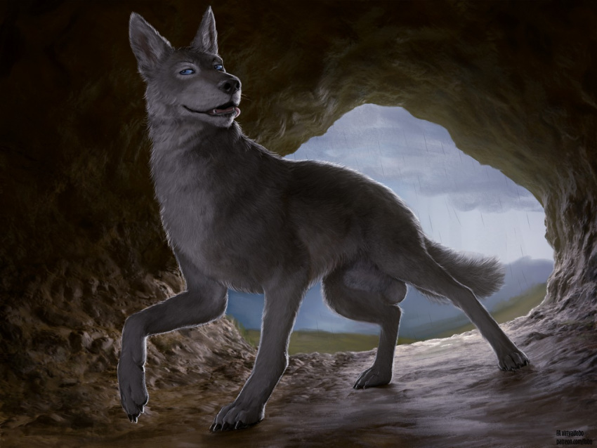 4:3 animal_genitalia balls black_claws black_nose blue_eyes blue_sky canid canine canis cave claws cloud fangs feral fully_sheathed fur genitals grey_body grey_fur male mammal raining reflection sheath signature sky solo tongue tongue_out virtyalfobo wolf